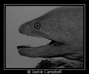 We were waiting near a cleaning station for some mantas t... by Jackie Campbell 